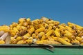 Corn maize cobs against crystal clear sky Royalty Free Stock Photo