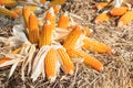 Corn maize cobs after harvesting. Royalty Free Stock Photo