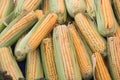 Corn maize cobs after harvesting season. Royalty Free Stock Photo