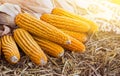 Corn maize cobs after harvesting season. Royalty Free Stock Photo