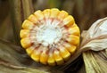 Corn or maize cone cross section