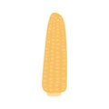 Corn, maize, corncob hand drawn illustration. Royalty Free Stock Photo