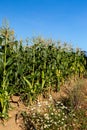 Corn/Maize Crops Growing in the Late Summer Sunshine Royalty Free Stock Photo