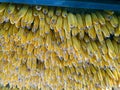 Corn, maize drying in roof. Rustic rural agriculture. Italy. Royalty Free Stock Photo