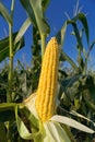 Corn Maize Ear on stalk in field Royalty Free Stock Photo