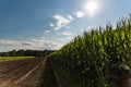 Corn maize field against blue sky in summer Royalty Free Stock Photo