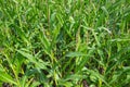 Corn Maize field close up seamless full frame