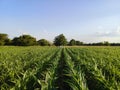 Corn Maize Field Lines