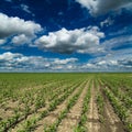 Corn, maize, green field landscape.