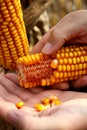 Corn - maize on the hand