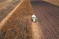 Corn maize harvest, aerial view of combine harvester Royalty Free Stock Photo