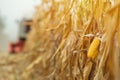 Corn maize harvest, combine harvester in field Royalty Free Stock Photo