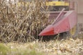 Corn maize harvest time