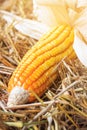 Corn maize after harvesting season. Royalty Free Stock Photo
