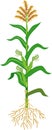 Corn maize plant with green leaves, root system, fruits