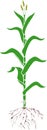 Corn maize plant with green leaves, root system and male flowers