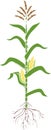 Corn maize plant with green leaves, root system, ripe fruits and flowers Royalty Free Stock Photo