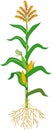 Corn maize plant with green leaves, root system, ripe fruits and flowers