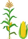 Corn maize plant with leaves and ripe yellow corn ear with green husk