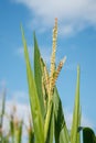 Corn maize plant tassel with pollen and green leaves against blue sky