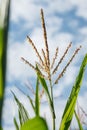 Corn maize plant tassel with pollen and green leaves against blue sky