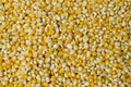 Corn Maize seeds Royalty Free Stock Photo