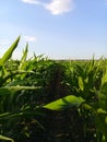 Corn Maize and Sky