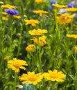 Corn marigold