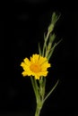 Corn marigold against black