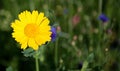 Corn marigold