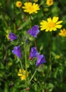 Corn Marigold - Coleostephus myconis. Asteraceae and Echium plantagineum Royalty Free Stock Photo