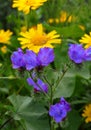 Corn Marigold - Coleostephus myconis. Asteraceae and Echium plantagineum Royalty Free Stock Photo