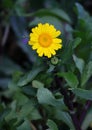 Corn Marigold - Coleostephus myconis. Asteraceae Royalty Free Stock Photo