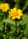 Corn Marigold - Coleostephus myconis. Asteraceae Royalty Free Stock Photo