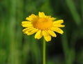 Corn Marigold - Coleostephus myconis. Asteraceae Royalty Free Stock Photo