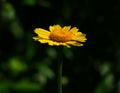 Corn Marigold - Coleostephus myconis. Asteraceae Royalty Free Stock Photo