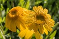 Corn marigold flowers Royalty Free Stock Photo