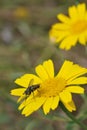 Corn Marigold