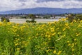 Corn Marigold Glebionis segetum blooming on a field Royalty Free Stock Photo