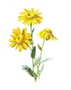 Corn marigold or Glebionis segetum or Chrysanthemum segetum flower. Antique hand drawn field flowers illustration. Vintage and ant