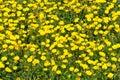 Corn marigold