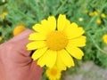 Corn marigold: a species of Glebionis, its botanical name is Glebionis segetum. Royalty Free Stock Photo