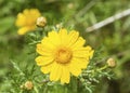 Corn marigold yellow flower, Glebionis Segetum