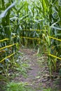 Corn Maze Royalty Free Stock Photo