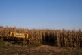 Corn Maze