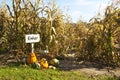 Corn maze Royalty Free Stock Photo