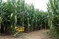 Corn Maze Entrance Royalty Free Stock Photo