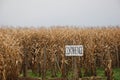 Corn Maze Royalty Free Stock Photo