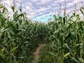 Corn maze Royalty Free Stock Photo