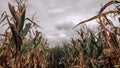 Corn maze and overcast sky